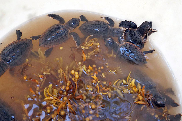 More Than 102 Sea Turtle Nests Identified on Ambergris Caye