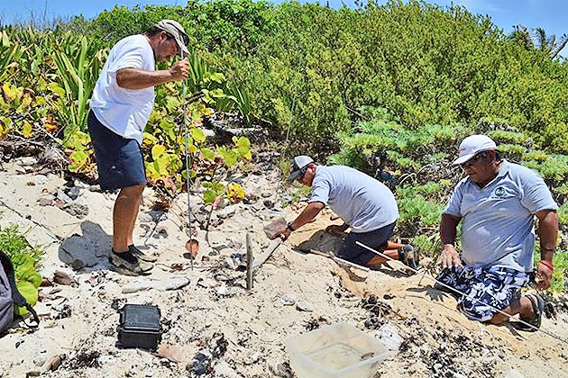 More Than 102 Sea Turtle Nests Identified on Ambergris Caye
