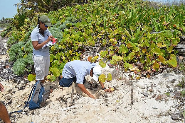 More Than 102 Sea Turtle Nests Identified on Ambergris Caye