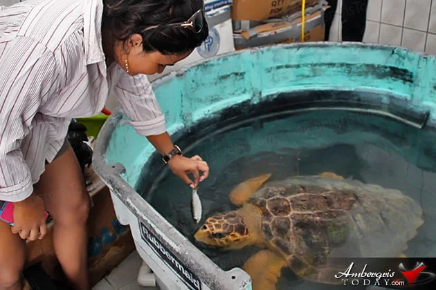 Two Turtles Released Back to the Wild as part of Reef Week 2014