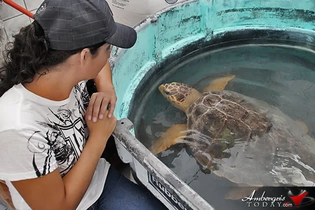 Two Turtles Released Back to the Wild as part of Reef Week 2014