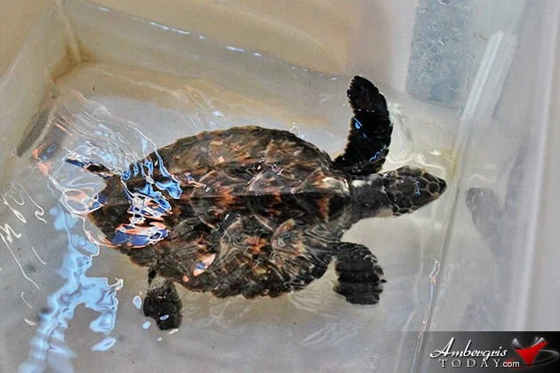 Two Turtles Released Back to the Wild as part of Reef Week 2014