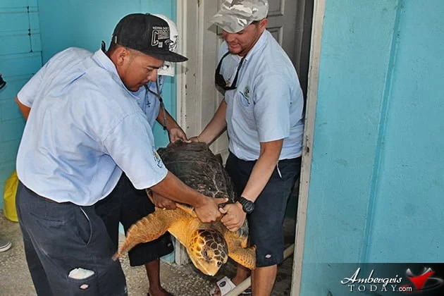 Two Turtles Released Back to the Wild as part of Reef Week 2014