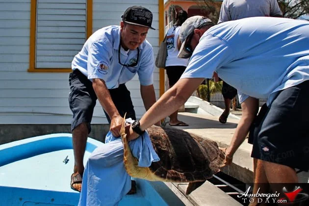 Two Turtles Released Back to the Wild as part of Reef Week 2014