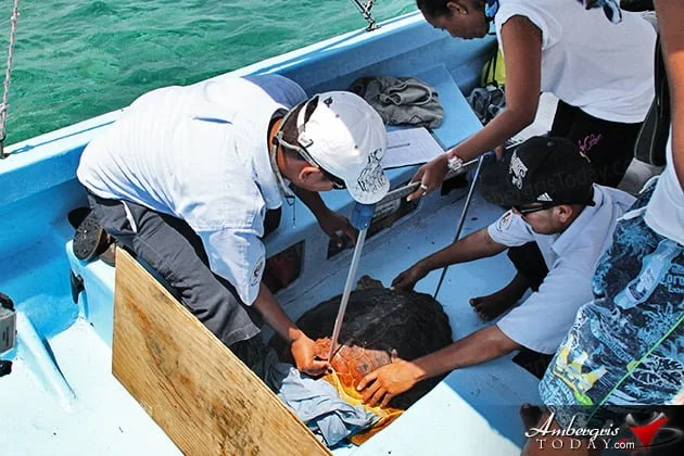 Two Turtles Released Back to the Wild as part of Reef Week 2014