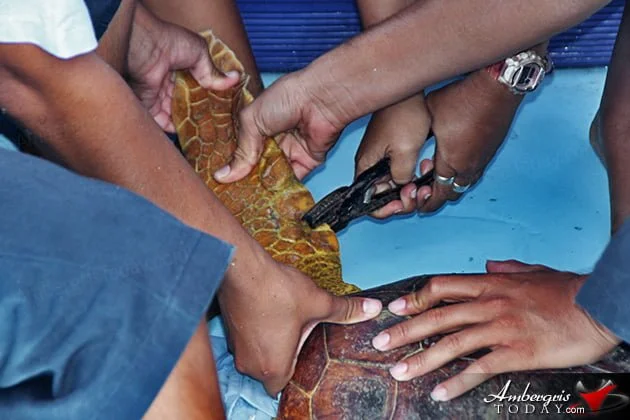 Two Turtles Released Back to the Wild as part of Reef Week 2014