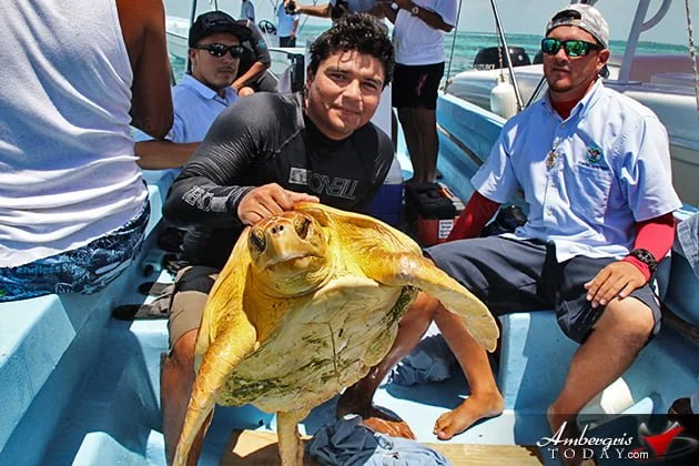 Two Turtles Released Back to the Wild as part of Reef Week 2014
