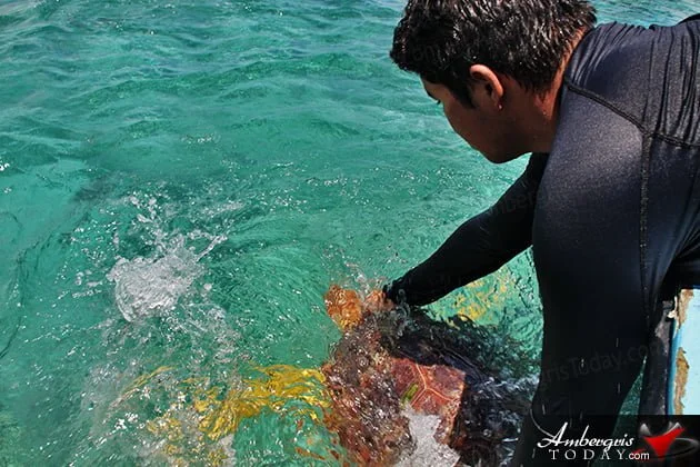 Two Turtles Released Back to the Wild as part of Reef Week 2014