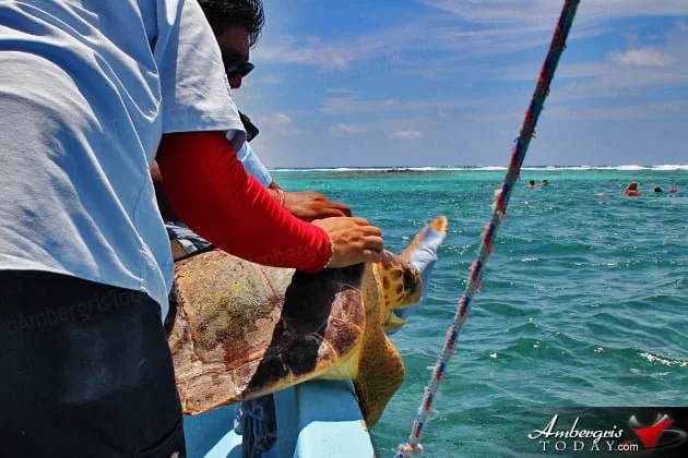 Two Turtles Released Back to the Wild as part of Reef Week 2014
