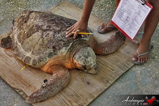 Two Turtles Released Back to the Wild as part of Reef Week 2014