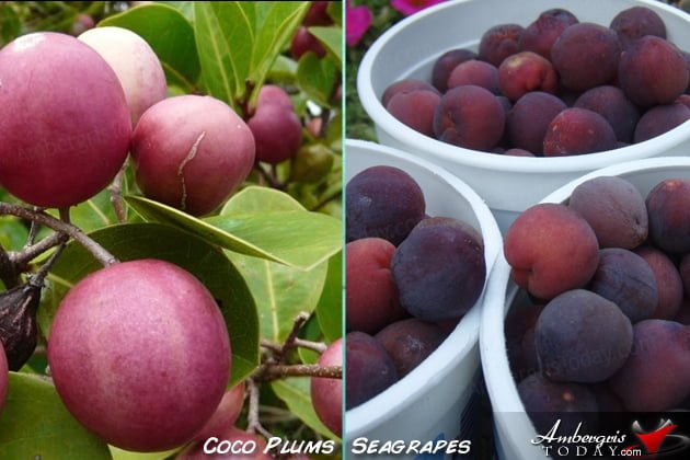 What Was Summer Vacations Like for Teens Back Then