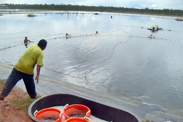 Shrimp Farming Industry Grows as Belize Shrimp Growers Achieve ASC Certification