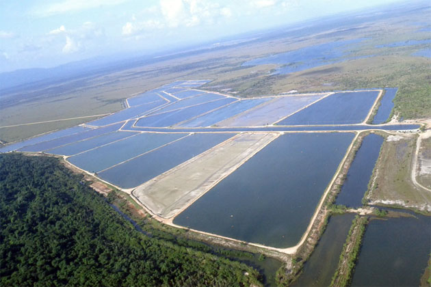 Shrimp Farming Industry Grows as Belize Shrimp Growers Achieve ASC Certification
