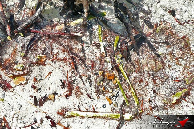 Human Remains Found On North Ambergris Caye
