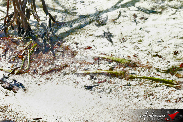 Human Remains Found On North Ambergris Caye