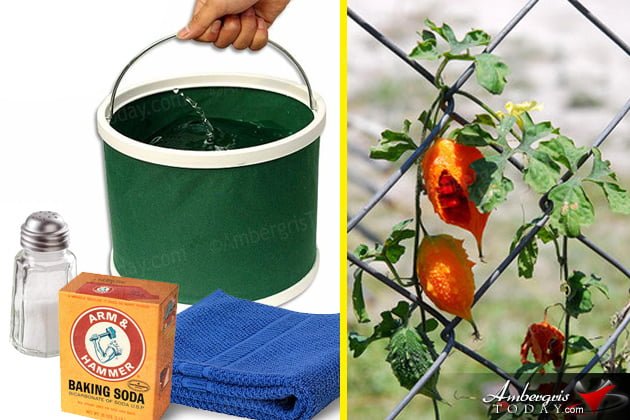 Strange Home Remedies for Motion Sickness, Burns and more used in the Village Of San Pedro