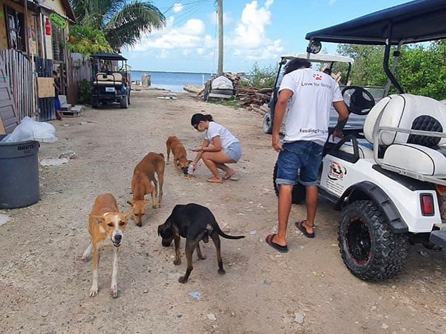 Stray Dogs Receive Love from SP Share and Care 2 Stray Dogs, SP Share and Care, Dog Feeding Program