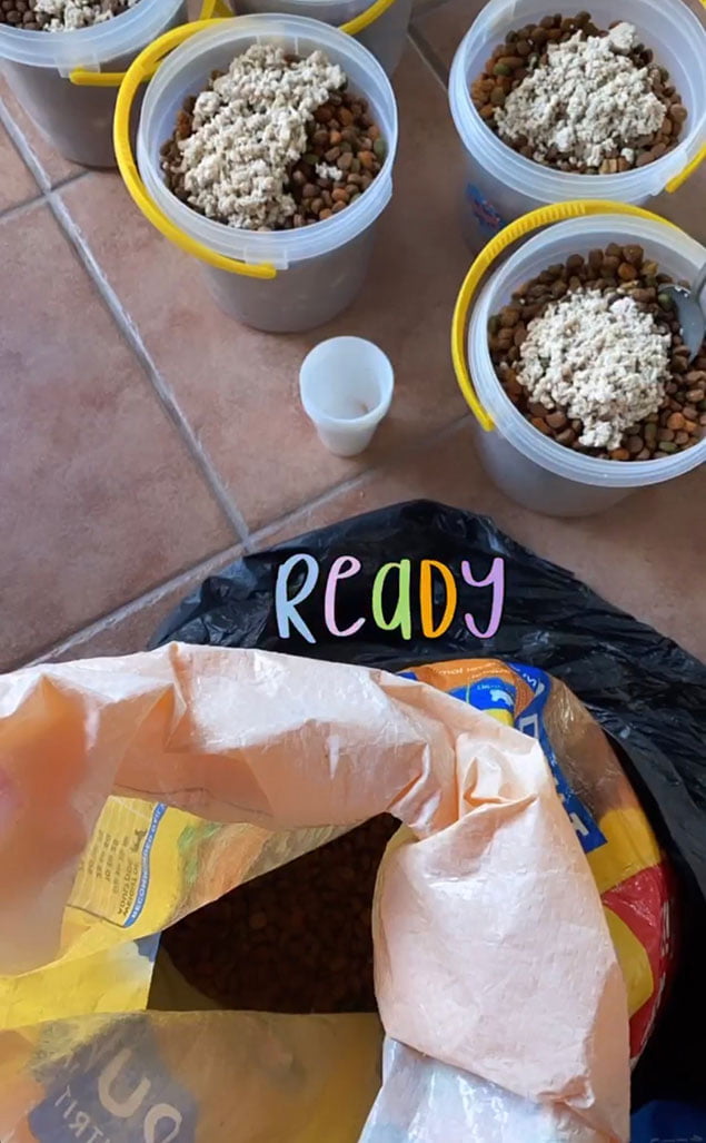 Stray Dogs Receive Love from SP Share and Care 4 Stray Dogs, SP Share and Care, Dog Feeding Program