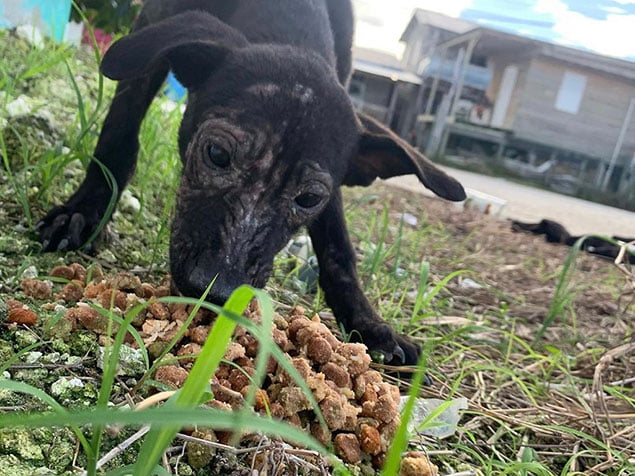 Stray Dogs Receive Love from SP Share and Care 1 Stray Dogs, SP Share and Care, Dog Feeding Program