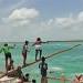 Caye Caulker Lobster Fest