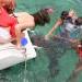 Costa Maya delegates having fun petting the nurse sharks
