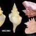 Differnce in shells of the horse conch and queen conch
