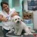 Sofie grooming Gizmo at Pampered Paws