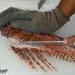Lionfish "The Caribbean's New Delicacy,"– “Eat’em to Beat’em” 