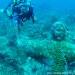 Norbert dives a popular site off Ambergris Caye and checks out the underwater Jesus Christ statue