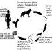 Life cycle of dog roundworm