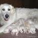 A healthy female dog & Puppies from a responsible breeder