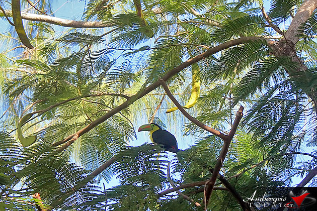 Rare Toucan Bird Sighting at Victoria House, San Pedro, Ambergris Caye Rare Toucan Bird Sighting in San Pedro, Ambergris Caye