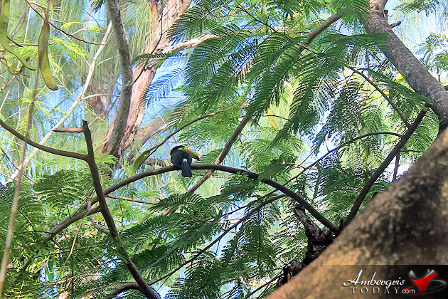 Rare Toucan Bird Sighting at Victoria House, San Pedro, Ambergris Caye Rare Toucan Bird Sighting in San Pedro, Ambergris Caye