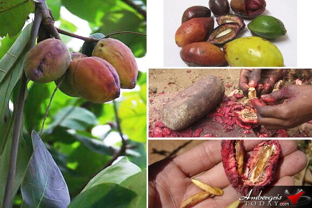 Old Timer or Modern Sanpedrano? Num. 21