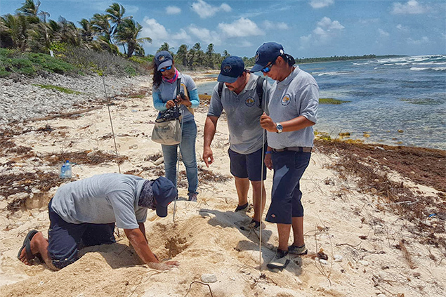 Look at the Baby Turtles Hatching 2 Look at the Baby Turtles Hatching