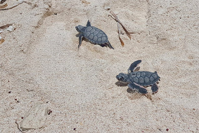 Look at the Baby Turtles Hatching 1 Look at the Baby Turtles Hatching