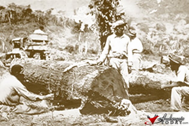 Belize Logwood Cutters