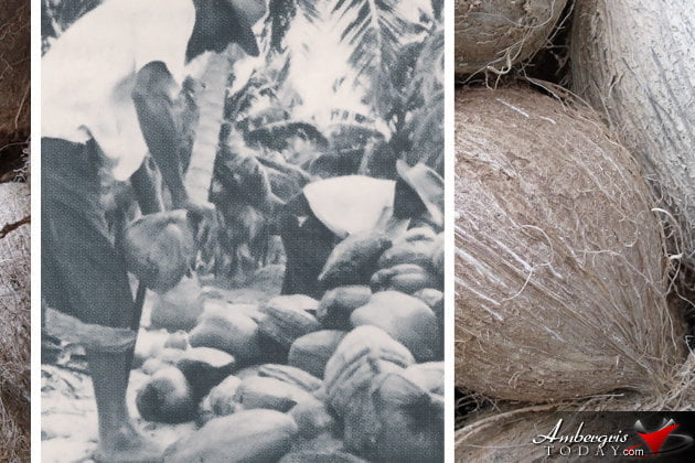 San Pedro Coconut Farmers