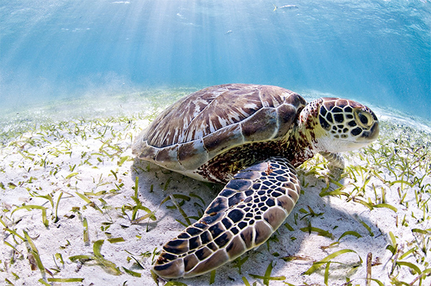 International Attention Focused on Vulnerability of Belize Barrier Reef Reserve System International Attention Focused on Vulnerability of Belize Barrier Reef Reserve System