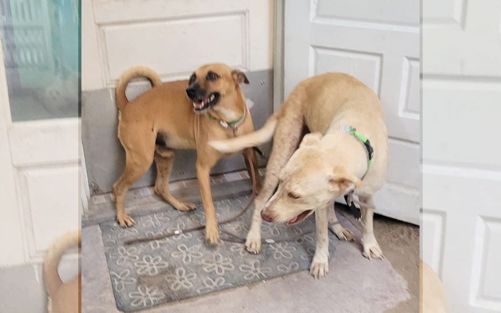 Hank the Tank & Frank Desperately Need a Future Home 3