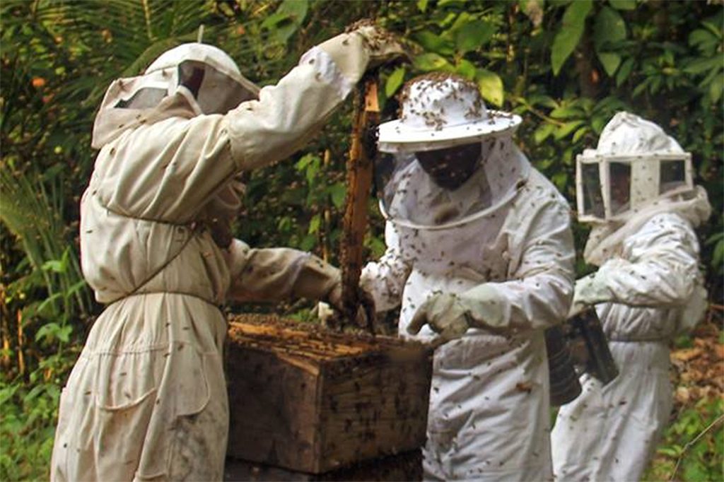 The Ya’axché Conservation Trust Celebrates its Third Year of Successful Agroforestry Farming 15