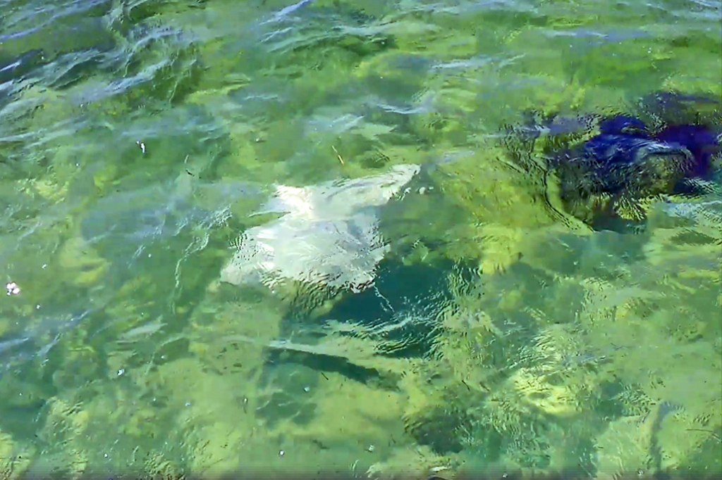 Rare Albino Spotted Eagle Ray Identified at Bacalar Chico Marine Reserve 8