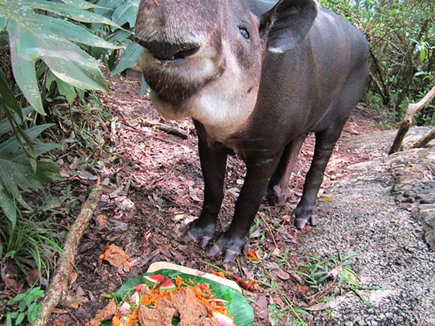 Belize’s Iconic April the Tapir Dies at 30