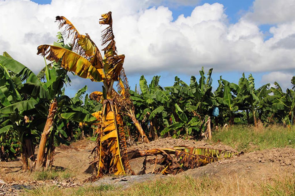 Fusarium Wilt of Bananas - Belize’s Banana Industry at Risk 24