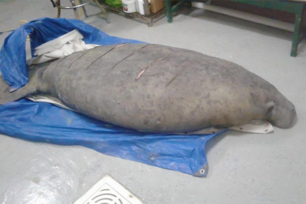 A Call to Protect Belize’s Manatees 8