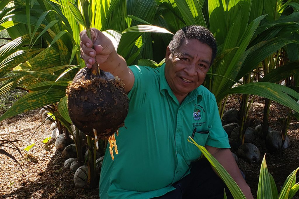 Belize and Caribbean Farmers Prepare for Coconut Boom 12