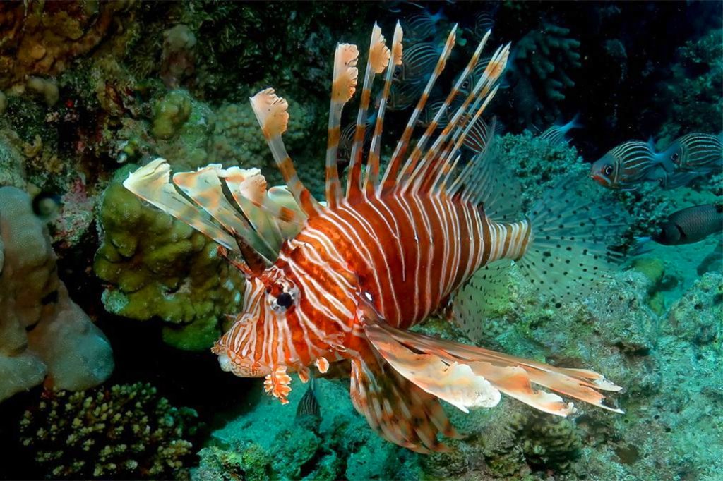 Belize Fisheries Department Launches Belize National Lionfish Management Strategy 11