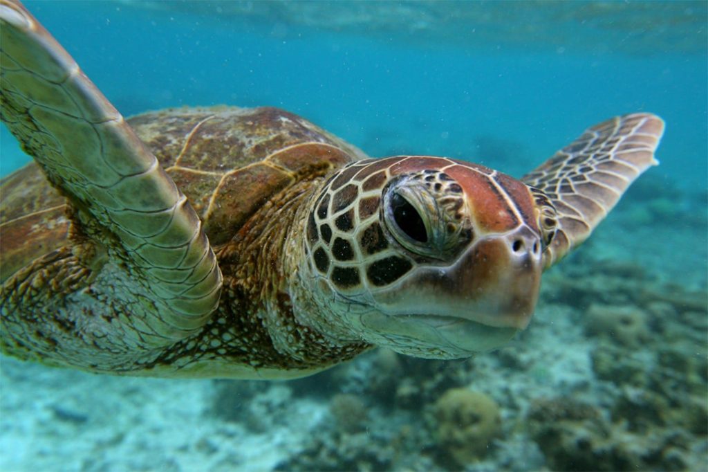 Fisheries Department Reminds Public of Illegal Poaching of Sea Turtles 10
