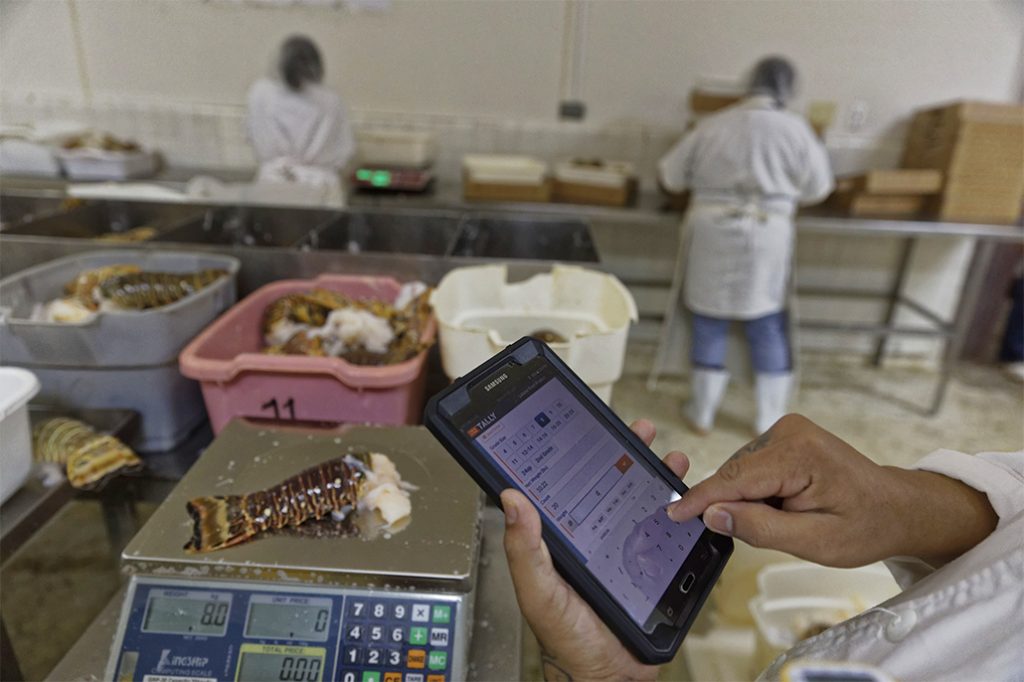 Belize Fisheries Tries New Pioneering Digital Technology 24