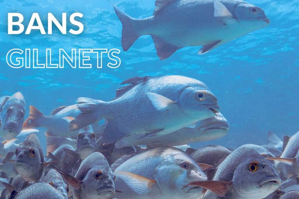 Belize Passes Legislation Prohibiting Possession and Use of Gillnets 10